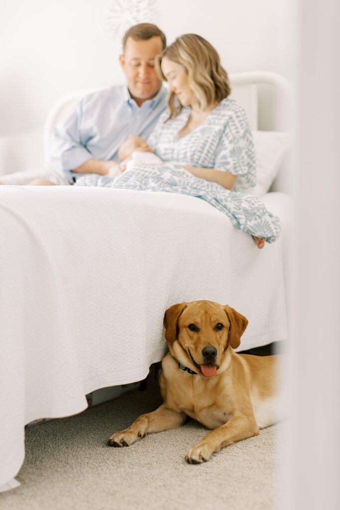 The family dog sits close by as parents to a newborn snuggle their baby on a bed in a white room with natural light during a newborn photography session.